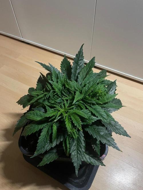 Jelly Donutz Auto Humboldt. Week 5