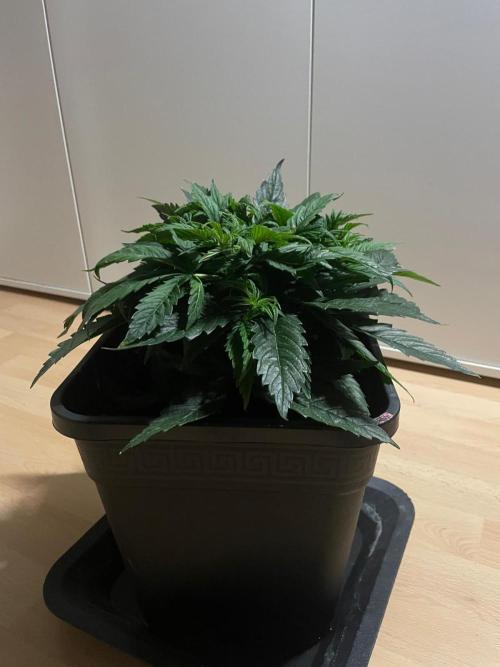 Jelly Donutz Auto Humboldt. Week 5