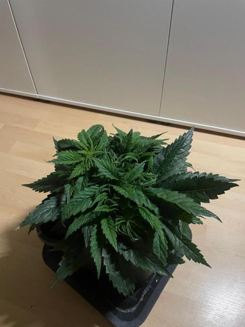 Jelly Donutz Auto Humboldt. Week 5