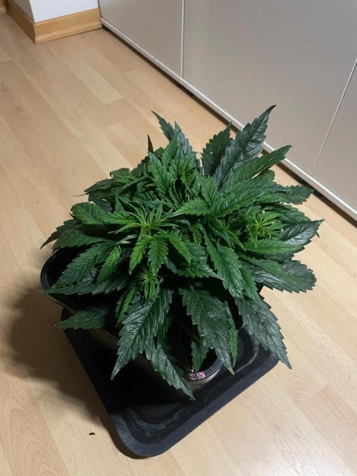 Jelly Donutz Auto Humboldt. Week 5