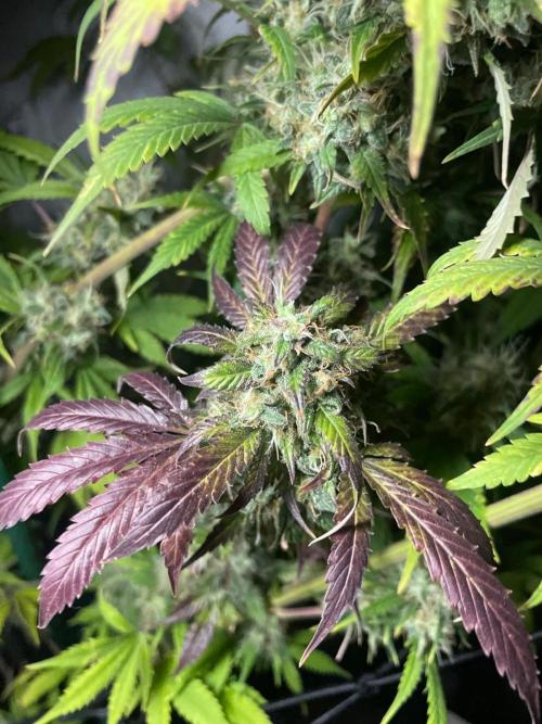 Monster Maker Sweet Seeds. Week 16