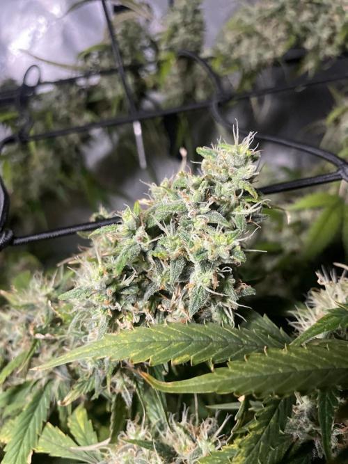 Monster Maker Sweet Seeds. Week 16