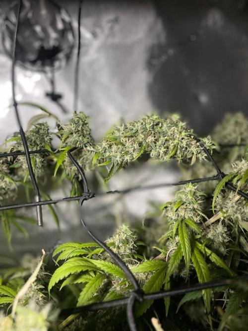 Monster Maker Sweet Seeds. Week 16