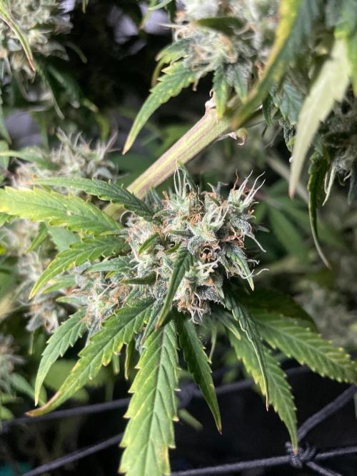 Monster Maker Sweet Seeds. Week 16