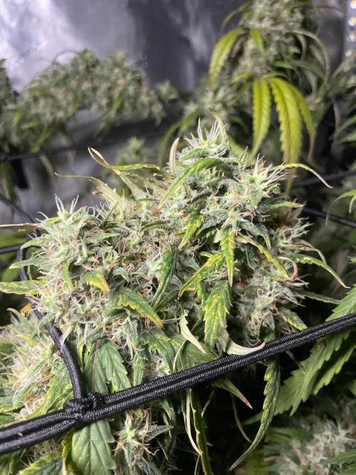 Monster Maker Sweet Seeds. Week 16