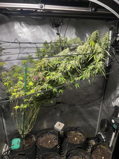 Monster Maker Sweet Seeds. Week 16