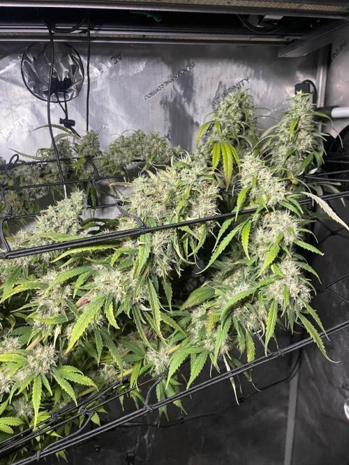 Monster Maker Sweet Seeds. Week 16