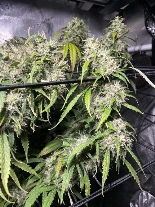 Monster Maker Sweet Seeds. Week 16