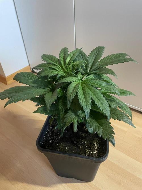 Tropicana Cookies Auto Zamnesia. Week 5