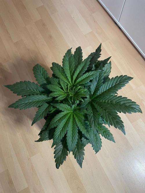 Tropicana Cookies Auto Zamnesia. Week 5