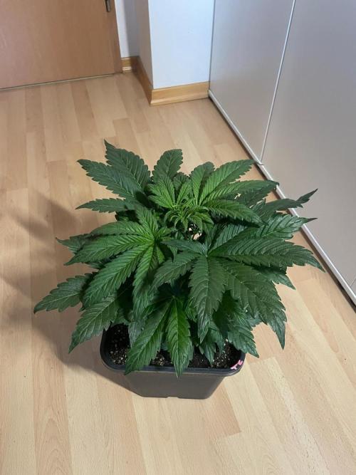 Tropicana Cookies Auto Zamnesia. Week 5