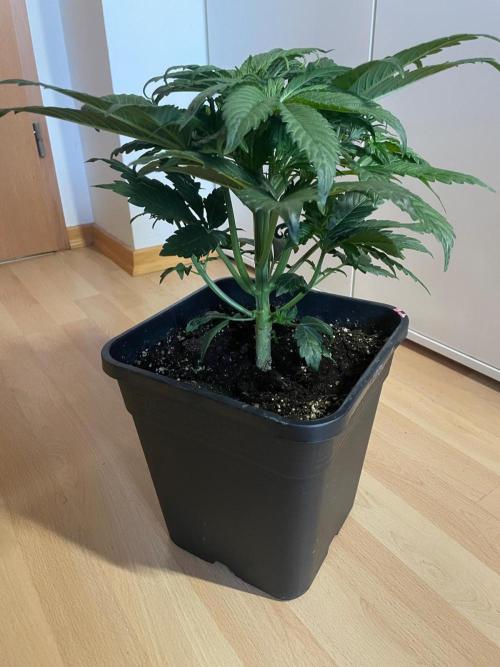 Tropicana Cookies Auto Zamnesia. Week 5