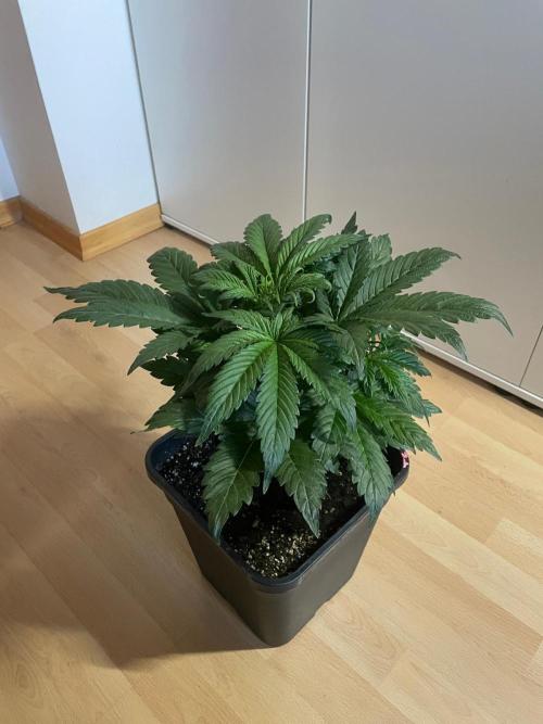 Tropicana Cookies Auto Zamnesia. Week 5