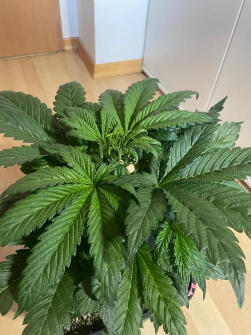 Tropicana Cookies Auto Zamnesia. Week 5