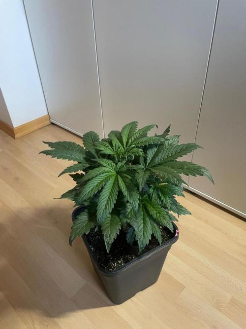 Tropicana Cookies Auto Zamnesia. Week 5