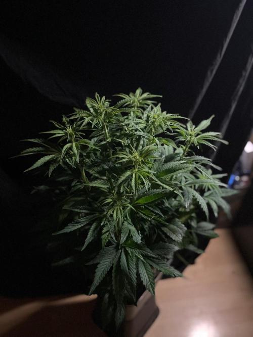 Permanent Marker Autoseeds. Week 6