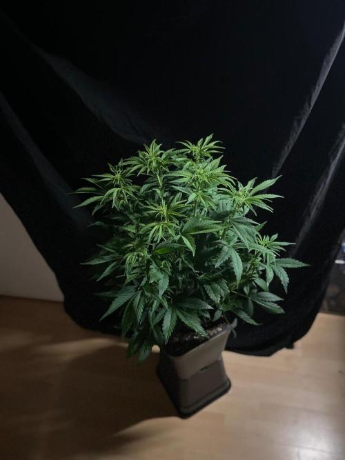 Permanent Marker Autoseeds. Week 6