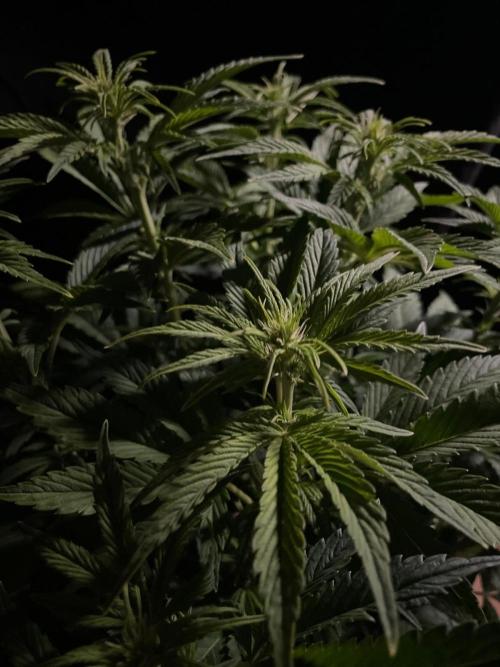 Permanent Marker Autoseeds. Week 6