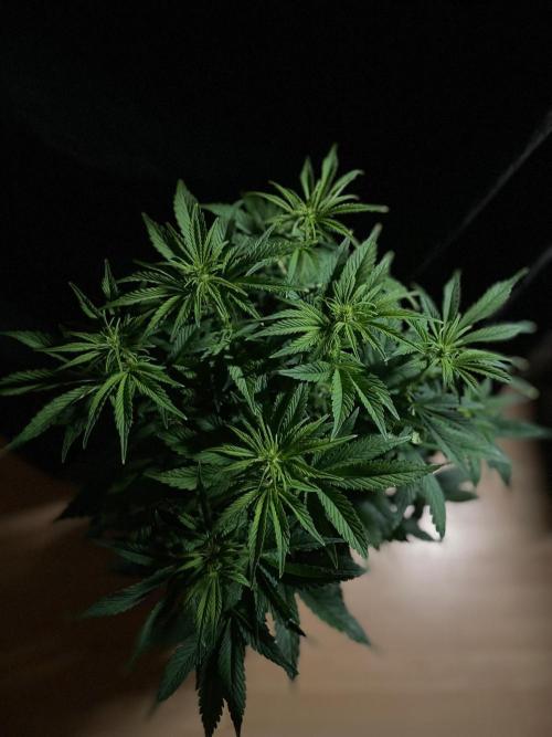 Permanent Marker Autoseeds. Week 6