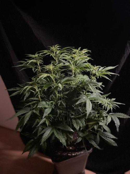 Permanent Marker Autoseeds. Week 6