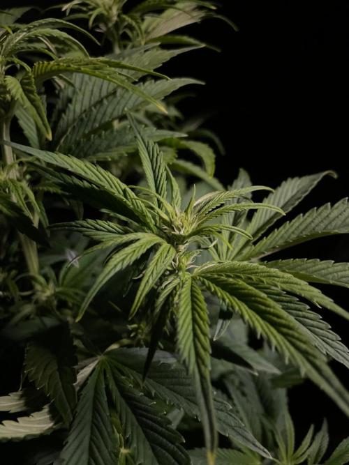 Permanent Marker Autoseeds. Week 6