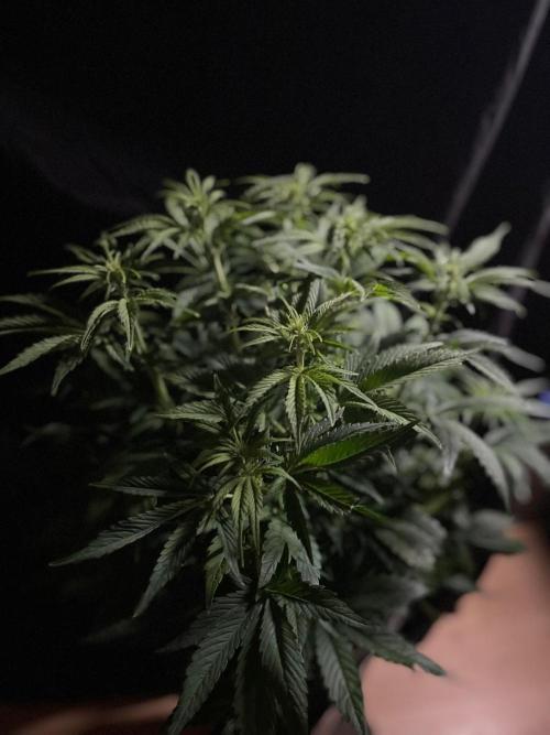 Permanent Marker Autoseeds. Week 6