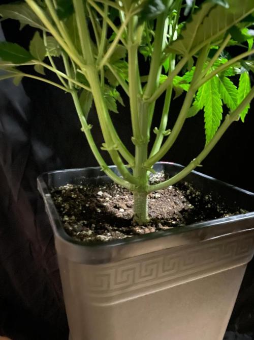 Permanent Marker Autoseeds. Week 6