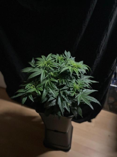 Milkyway F1 Auto RQS. Week 6