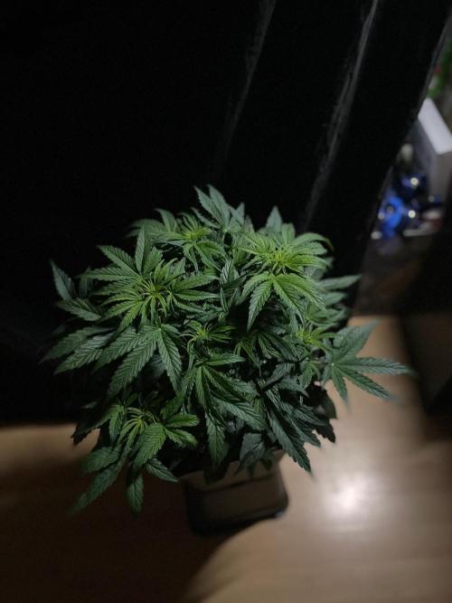 Milkyway F1 Auto RQS. Week 6