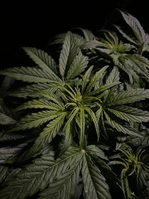 Milkyway F1 Auto RQS. Week 6