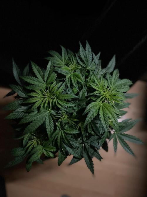 Milkyway F1 Auto RQS. Week 6