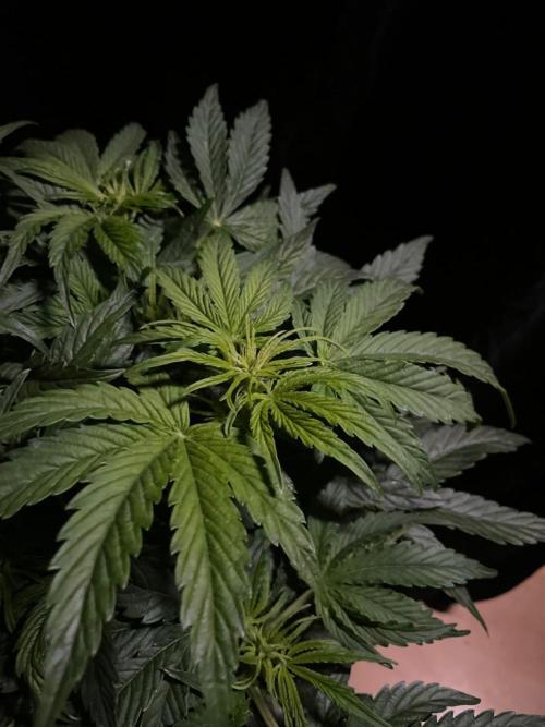 Milkyway F1 Auto RQS. Week 6