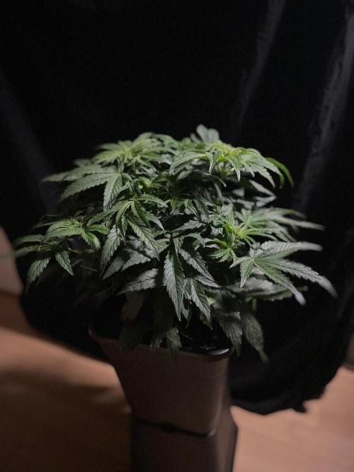 Milkyway F1 Auto RQS. Week 6