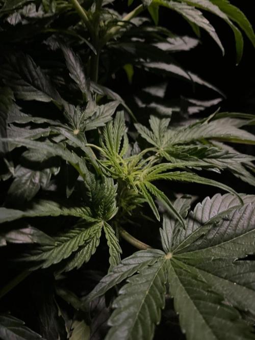 Milkyway F1 Auto RQS. Week 6