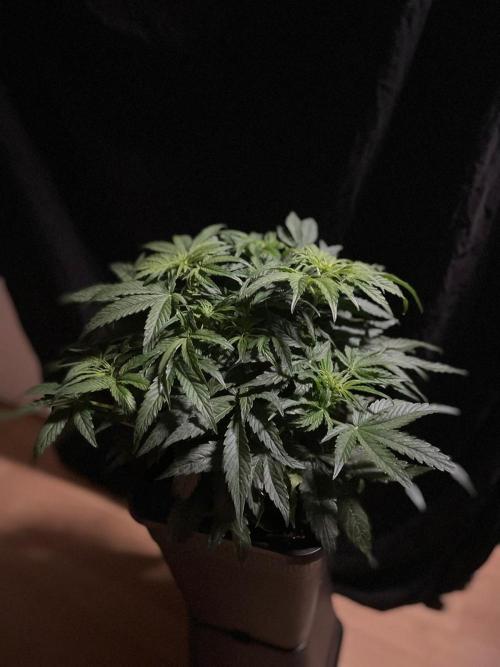 Milkyway F1 Auto RQS. Week 6