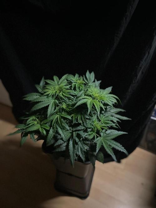 Milkyway F1 Auto RQS. Week 6
