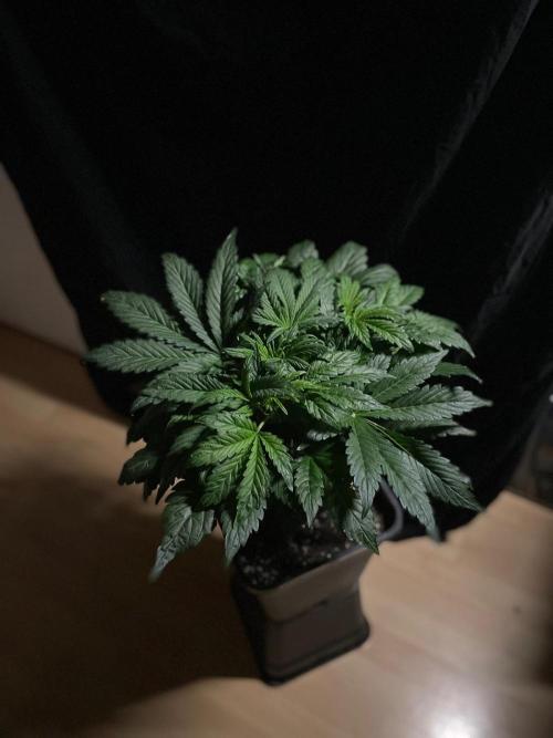 Tropicana Cookies Auto Zamnesia. Week 6