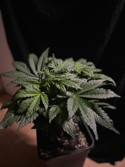 Tropicana Cookies Auto Zamnesia. Week 6