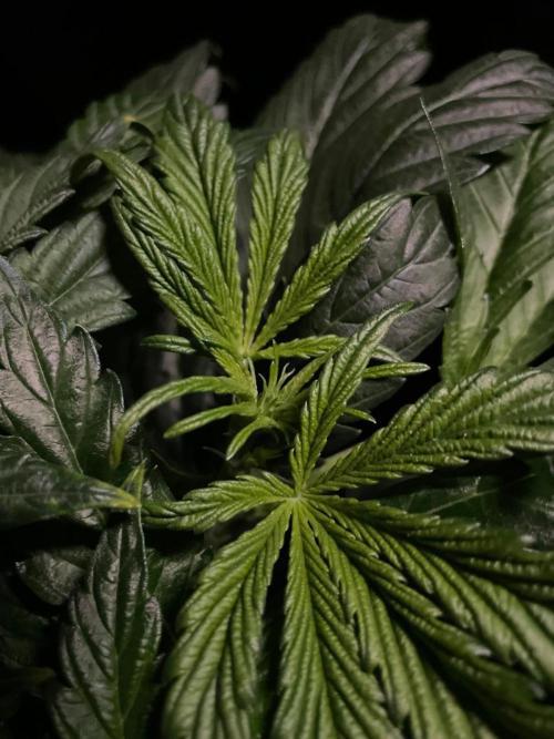 Tropicana Cookies Auto Zamnesia. Week 6