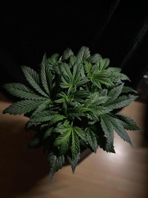 Tropicana Cookies Auto Zamnesia. Week 6