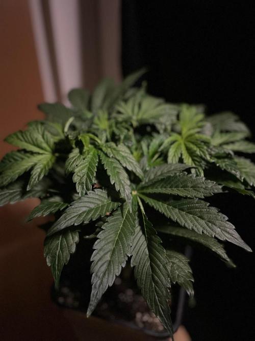 Tropicana Cookies Auto Zamnesia. Week 6