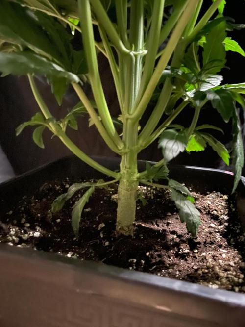 Tropicana Cookies Auto Zamnesia. Week 6