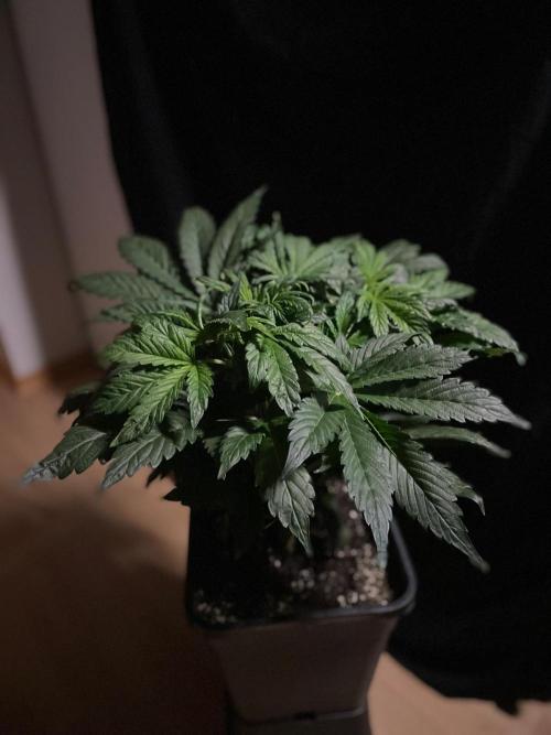 Tropicana Cookies Auto Zamnesia. Week 6