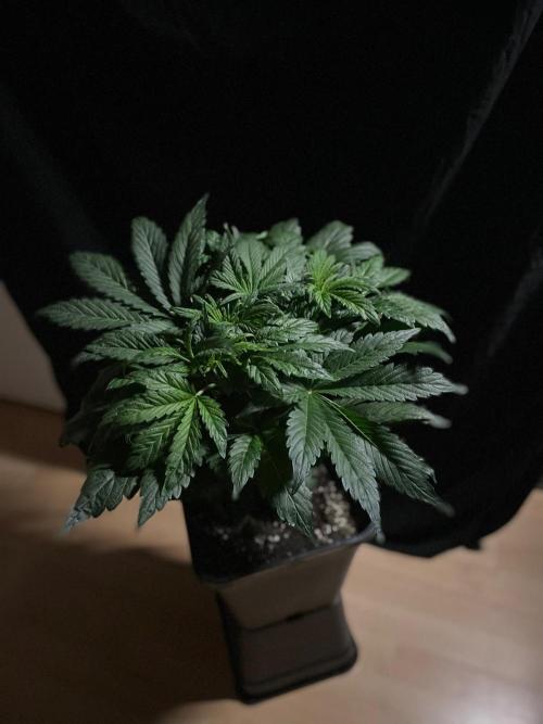 Tropicana Cookies Auto Zamnesia. Week 6