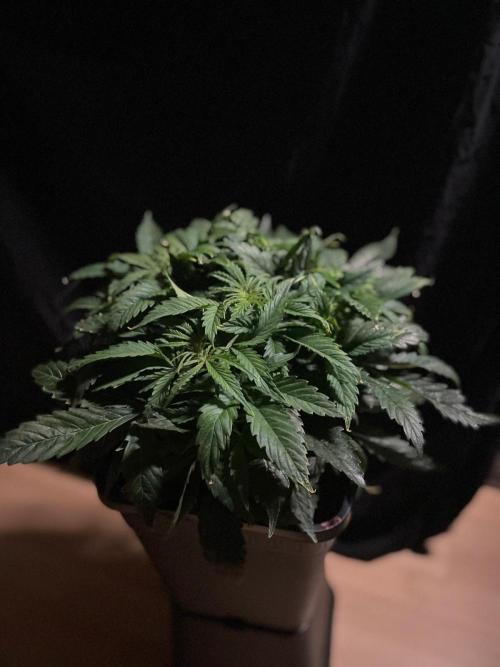 Jelly Donutz Auto Humboldt. Week 6