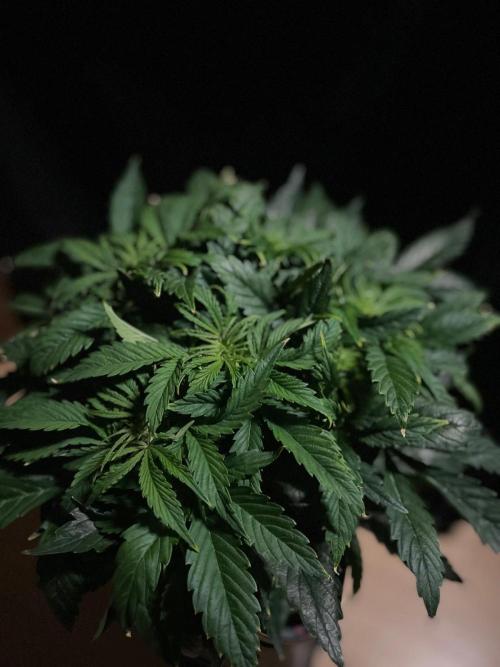 Jelly Donutz Auto Humboldt. Week 6