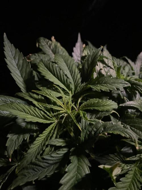 Jelly Donutz Auto Humboldt. Week 6