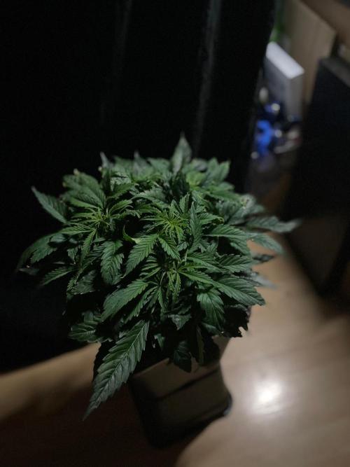 Jelly Donutz Auto Humboldt. Week 6