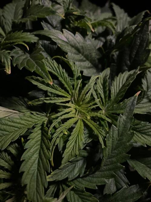 Jelly Donutz Auto Humboldt. Week 6