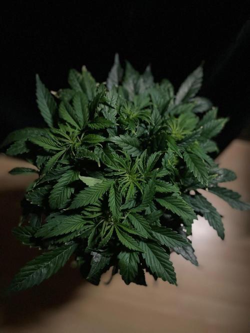 Jelly Donutz Auto Humboldt. Week 6